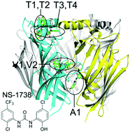 Graphical abstract: Theoretical study of the binding profile of an allosteric modulator NS-1738 with a chimera structure of the α7 nicotinic acetylcholine receptor