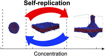Graphical abstract: Self-assembly behaviours of primitive and modern lipid membrane solutions: a coarse-grained molecular simulation study