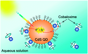 Graphical abstract: Roles of adsorption sites in electron transfer from CdS quantum dots to molecular catalyst cobaloxime studied by time-resolved spectroscopy
