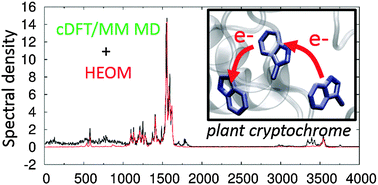 Graphical abstract: Quantum effects in ultrafast electron transfers within cryptochromes