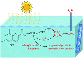 Graphical abstract: Photosensitized reactions initiated by 6-carboxypterin: singlet and triplet reactivity