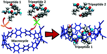 Graphical abstract: Role of donor–acceptor macrocycles in sequence specific peptide recognition and their optoelectronic properties: a detailed computational insight