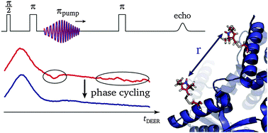 Graphical abstract: Coherent pump pulses in Double Electron Electron Resonance spectroscopy