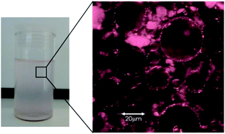 Graphical abstract: Stability of LAPONITE®-stabilized high internal phase Pickering emulsions under shear