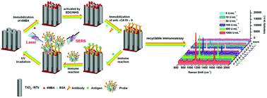 Graphical abstract: Bifunctional 4MBA mediated recyclable SERS-based immunoassay induced by photocatalytic activity of TiO2 nanotube arrays