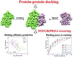 Graphical abstract: Assessing the performance of the MM/PBSA and MM/GBSA methods. 6. Capability to predict protein–protein binding free energies and re-rank binding poses generated by protein–protein docking