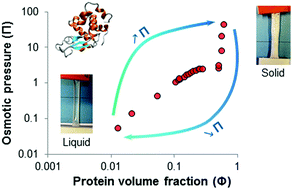 Graphical abstract: Osmotic pressures of lysozyme solutions from gas-like to crystal states