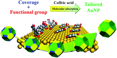 Graphical abstract: Effect of caffeic acid adsorption in controlling the morphology of gold nanoparticles: role of surface coverage and functional groups