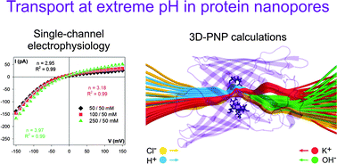 Graphical abstract: Effects of extreme pH on ionic transport through protein nanopores: the role of ion diffusion and charge exclusion