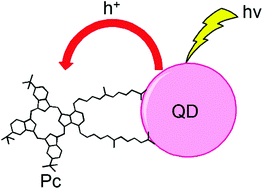 Graphical abstract: Photoinduced hole transfer in QD–phthalocyanine hybrids
