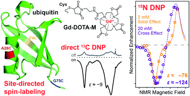 Graphical abstract: Gd(iii) and Mn(ii) complexes for dynamic nuclear polarization: small molecular chelate polarizing agents and applications with site-directed spin labeling of proteins