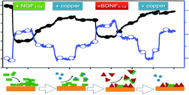 Graphical abstract: Neurotrophin-mimicking peptides at the biointerface with gold respond to copper ion stimuli