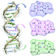 Graphical abstract: Theoretical characterization of the conformational features of unnatural oligonucleotides containing a six nucleotide genetic alphabet