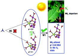 Graphical abstract: How does ammonia bind to the oxygen-evolving complex in the S2 state of photosynthetic water oxidation? Theoretical support and implications for the W1 substitution mechanism