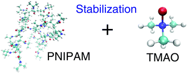 Graphical abstract: Stabilizing effect of TMAO on globular PNIPAM states: preferential attraction induces preferential hydration