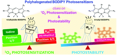 Graphical abstract: Towards improved halogenated BODIPY photosensitizers: clues on structural designs and heavy atom substitution patterns