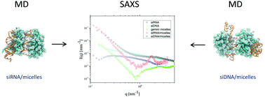 Graphical abstract: Complexation of short ds RNA/DNA oligonucleotides with Gemini micelles: a time resolved SAXS and computational study