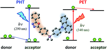 Graphical abstract: Influence of π-conjugation structural changes on intramolecular charge transfer and photoinduced electron transfer in donor–π–acceptor dyads