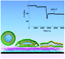 Graphical abstract: Polyelectrolyte multilayer-cushioned fluid lipid bilayers: a parachute model
