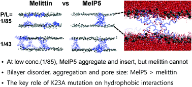Graphical abstract: Aggregation and insertion of melittin and its analogue MelP5 into lipid bilayers at different concentrations: effects on pore size, bilayer thickness and dynamics