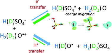 Graphical abstract: Ultra-fast charge migration competes with proton transfer in the early chemistry of H2O˙+