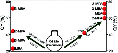 Graphical abstract: Roles of the methyl and methylene groups of mercapto acids in the photoluminescence efficiency and carrier trapping dynamics of CdTe QDs