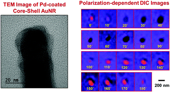 Graphical abstract: Characterizing the optical properties of single palladium-coated core–shell gold nanorods as multifunctional orientation probes