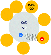 Graphical abstract: Time-resolved terahertz spectroscopy reveals the influence of charged sensitizing quantum dots on the electron dynamics in ZnO