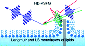 Graphical abstract: Molecular conformation of DPPC phospholipid Langmuir and Langmuir–Blodgett monolayers studied by heterodyne-detected vibrational sum frequency generation spectroscopy