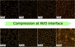 Graphical abstract: Compression and deposition of microgel monolayers from fluid interfaces: particle size effects on interface microstructure and nanolithography