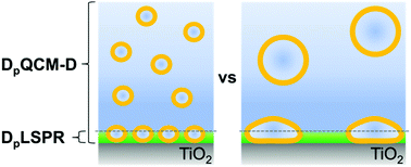 Graphical abstract: Investigating how vesicle size influences vesicle adsorption on titanium oxide: a competition between steric packing and shape deformation