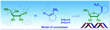Graphical abstract: A theoretical insight into the formation mechanisms of C/N-ribonucleosides with pyrimidine and ribose