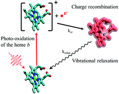 Graphical abstract: Ultrafast dynamics of the photo-excited hemes b and cn in the cytochrome b6f complex
