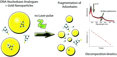 Graphical abstract: Effect of adsorption kinetics on dissociation of DNA-nucleobases on gold nanoparticles under pulsed laser illumination