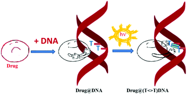 Graphical abstract: Drug–DNA complexation as the key factor in photosensitized thymine dimerization