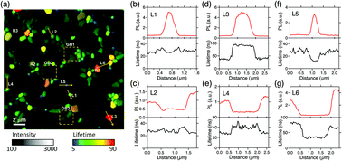 Graphical abstract: Do grain boundaries dominate non-radiative recombination in CH3NH3PbI3 perovskite thin films?