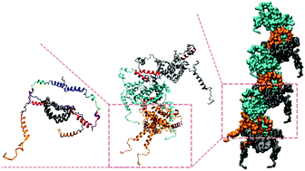 Graphical abstract: Oligomerization process of Bcl-2 associated X protein revealed from intermediate structures in solution