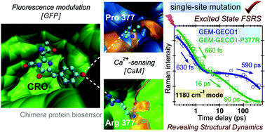 Graphical abstract: Tuning calcium biosensors with a single-site mutation: structural dynamics insights from femtosecond Raman spectroscopy