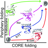 Graphical abstract: Packing energetics determine the folding routes of the RNase-H proteins