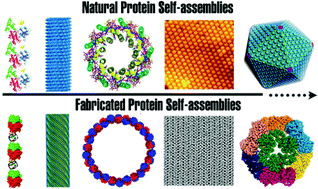 Graphical abstract: Protein self-assembly via supramolecular strategies