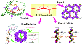 Graphical abstract: Chiral chemistry of metal–camphorate frameworks