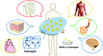 Graphical abstract: Hydrogel scaffolds for differentiation of adipose-derived stem cells