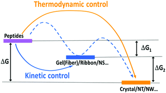 Graphical abstract: Peptide self-assembly: thermodynamics and kinetics