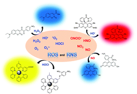 Graphical abstract: Recent progress in the development of fluorescent, luminescent and colorimetric probes for detection of reactive oxygen and nitrogen species