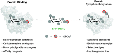 Graphical abstract: Chemical tools for interrogating inositol pyrophosphate structure and function