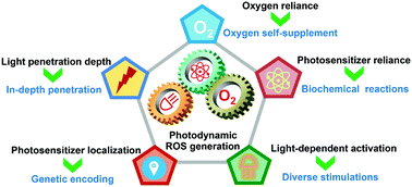 Graphical abstract: Reactive oxygen species generating systems meeting challenges of photodynamic cancer therapy