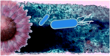 Graphical abstract: Integrating recognition elements with nanomaterials for bacteria sensing