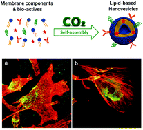 Graphical abstract: Lipid-based nanovesicles for nanomedicine