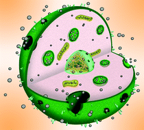Graphical abstract: Cellular uptake of nanoparticles: journey inside the cell