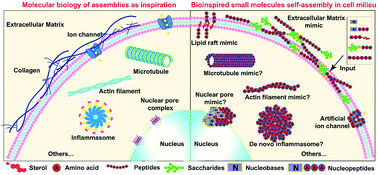 Graphical abstract: Bioinspired assembly of small molecules in cell milieu